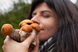 Wat is er bijzonder aan de agaricus blazei murill?