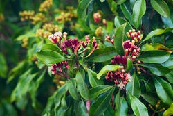 Bloemetjes van de kruidnagel