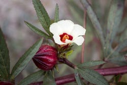 Bloembladeren van de hibiscus