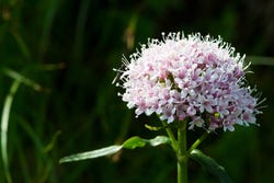 Valeriaanbloem Valeriaanbloem