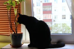 Katten zijn dol op valeriaan Katten zijn dol op valeriaan