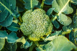 Broccoliplant