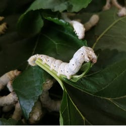 Zijderupsen op moerbeibladeren