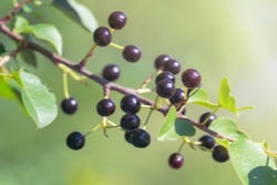 Maqui-Beeren