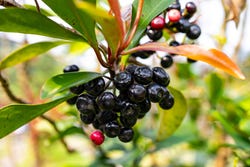 Maqui-Beeren haben ein hoher ORAC-Wert