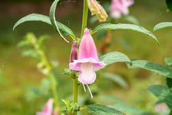 Bloem van de sesamplant Bloem van de sesamplant