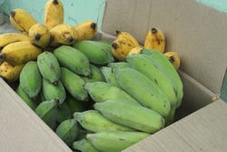 Onrijpe, groene bananen
