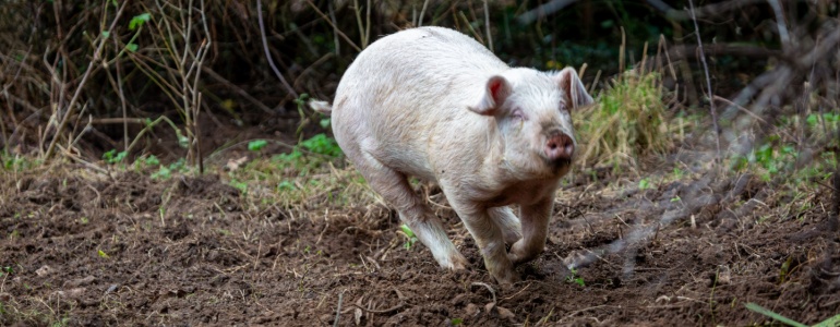 Vrij en gezond varken