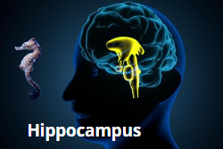 De hippocampus in de hersenen