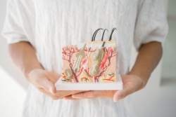 Voorbeeld van de verschillende huidlagen