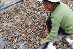 Maca aus Peru