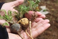 Maca uit Peru