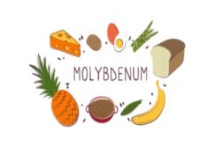 Voedingsbronnen met molybdeen