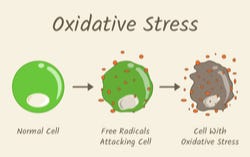 Het proces van oxidatieve stress