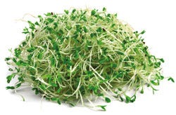 Alfalfa