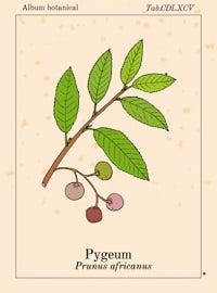 Simpele botanische tekening van de Pygeum Simpele botanische tekening van de Pygeum