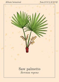 Simpele botanische illustratie van de Saw palmetto