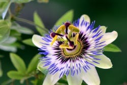 Passiebloem of passieflora