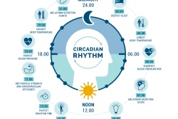 Het circadiaans ritme