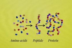 Eiwitten vallen uit elkaar in aminozuren Eiwitten vallen uit elkaar in aminozuren