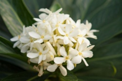 Bloem van witte gember