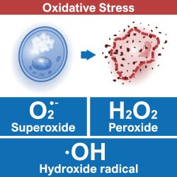 Onze superoxide dismutase (SOD) bevat zink dat een bijdrage levert aan de bescherming van cellen tegen oxidatieve schade