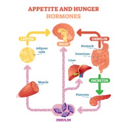 Schematische weergave hoe ghreline, insuline en leptine ons hongergevoel reguleren 