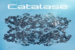 Katalase Katalase