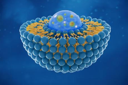 Liposomale molecule Liposomale molecule