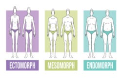 Ectomorf, mesomorf en endomorf zijn de drie lichaamstypes Ectomorf, mesomorf en endomorf zijn de drie lichaamstypes