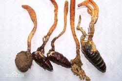 Cordyceps Militaris