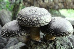 Shiitake