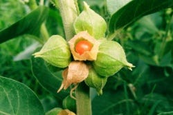 Withania somnifera Withania somnifera
