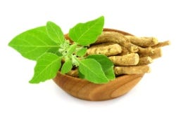 Ashwagandha blad en wortels Ashwagandha blad en wortels