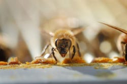 'Verwerkingsbij' kauwt fanatiek op plantenhars 'Verwerkingsbij' kauwt fanatiek op plantenhars