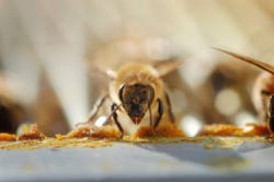 'Verwerkingsbij' kauwt fanatiek op plantenhars