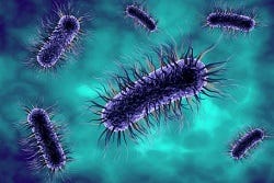 E-coli bacteriën E-coli bacteriën