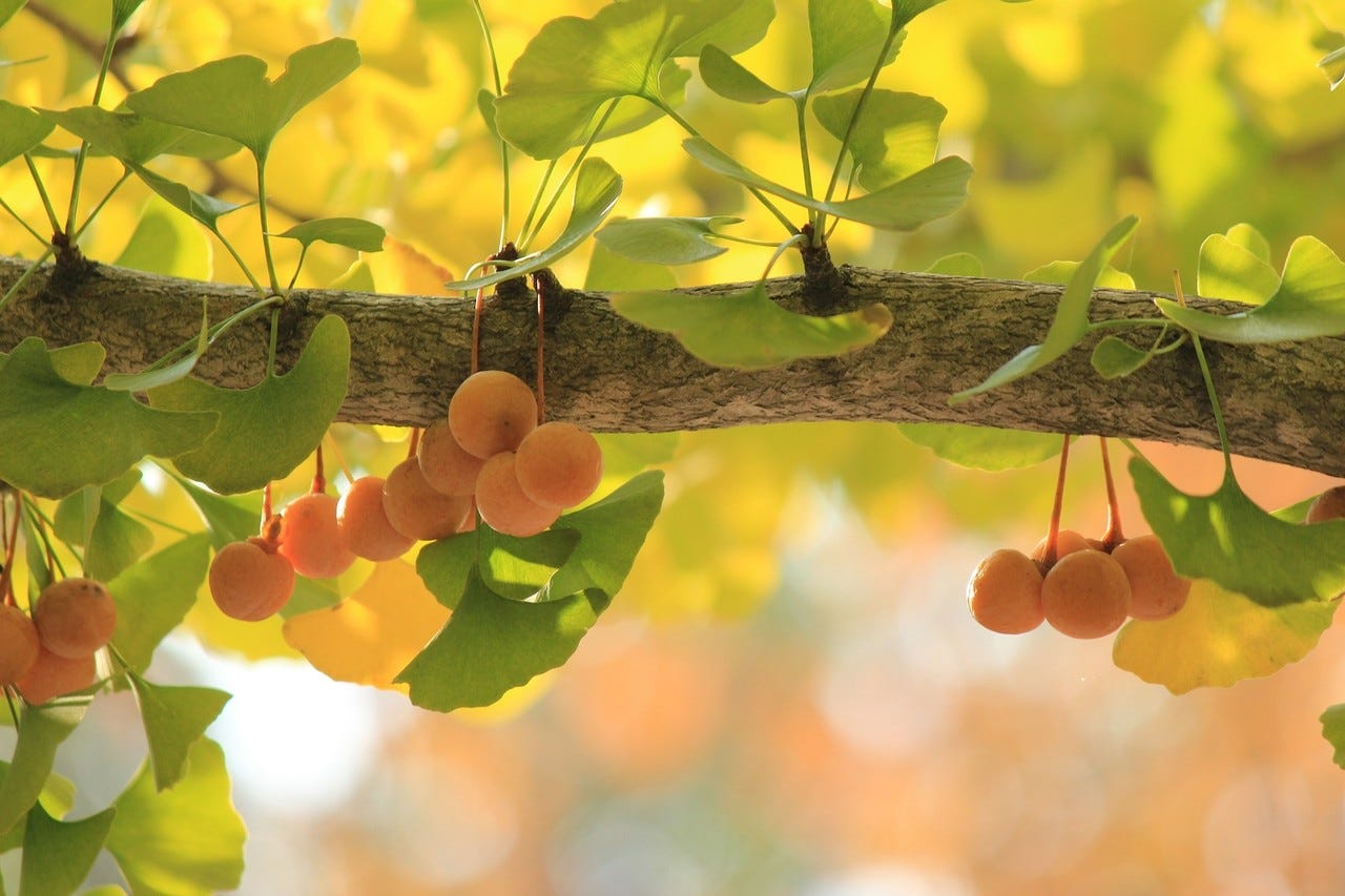 Ginkgoboom Ginkgoboom