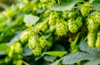 Hopbellen aan de plant Hopbellen aan de plant