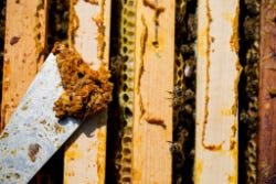 Propolis wordt met een plamuurmes uit de kast gehaald