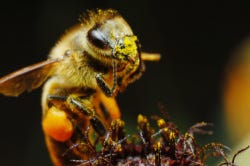 Bij met 'stuifmeelneusje' Bij met 'stuifmeelneusje'