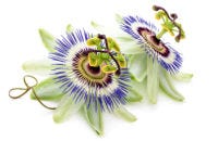 Wonderschone passiebloemen Wonderschone passiebloemen