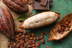 Cacaobonen Cacaobonen