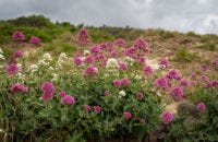 Roze en witte valeriaan in de natuur