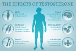 Overzicht verschillende werkingen van testosteron Overzicht verschillende werkingen van testosteron